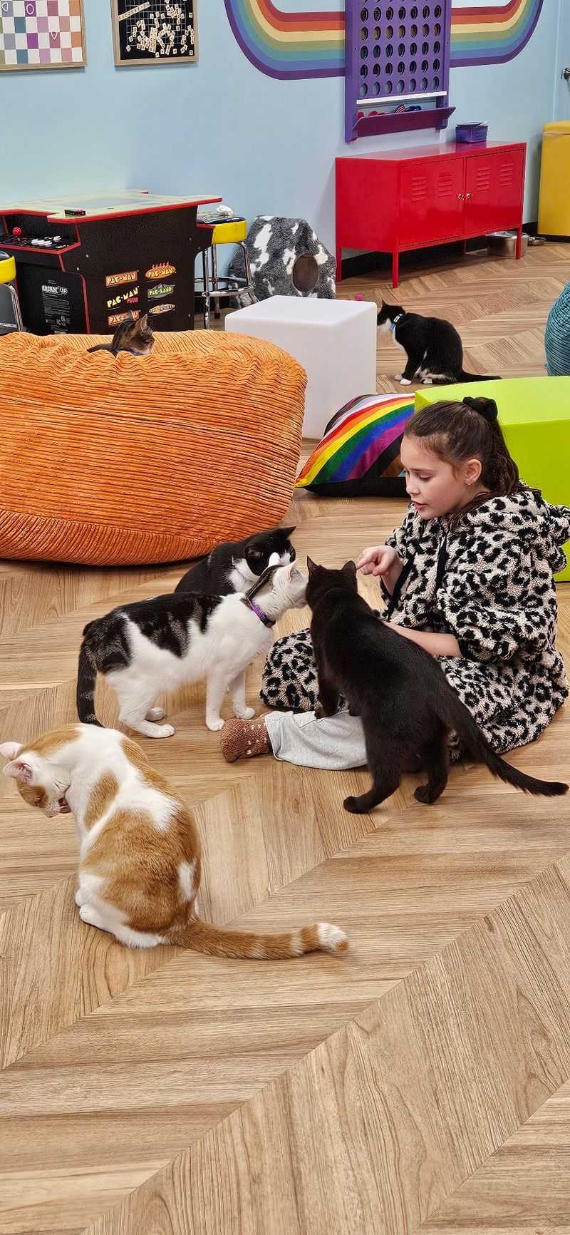 Playtime on Feline Terms