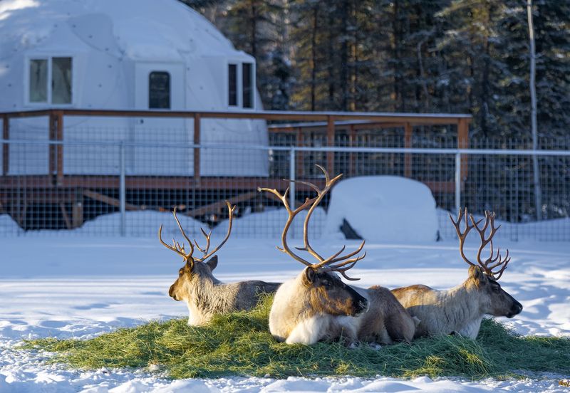 Pleasant Acres Reindeer Ranch Pleasant Acres Reindeer Ranch