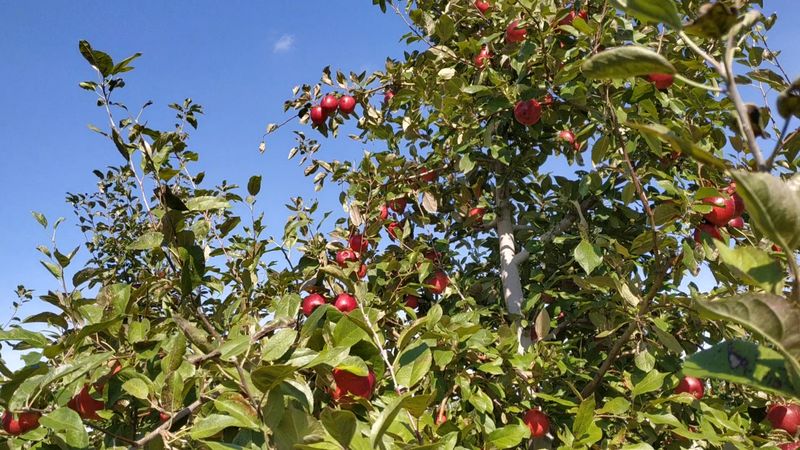 Pleasant Valley Orchard and Cidery, Shafer, MN Pleasant Valley Orchard and Cidery, Shafer, MN