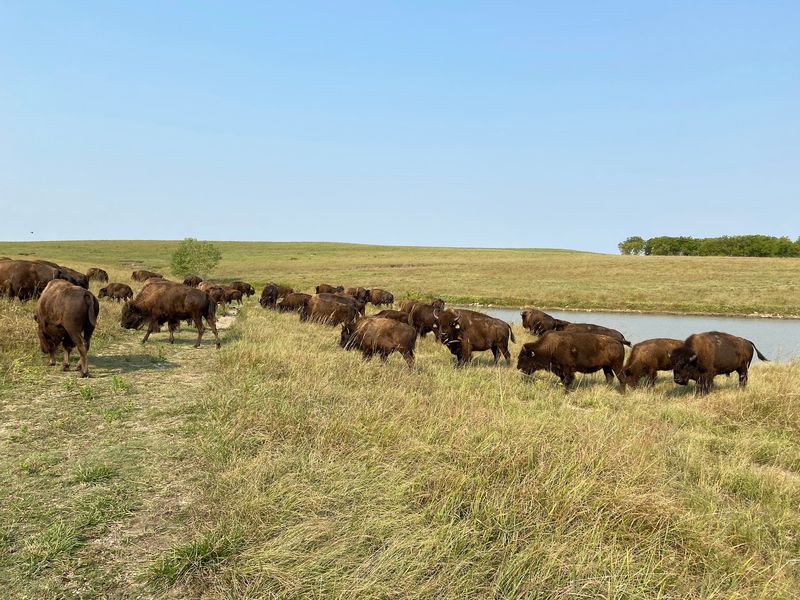 Plumlee Buffalo Ranch, Alma, Kansas