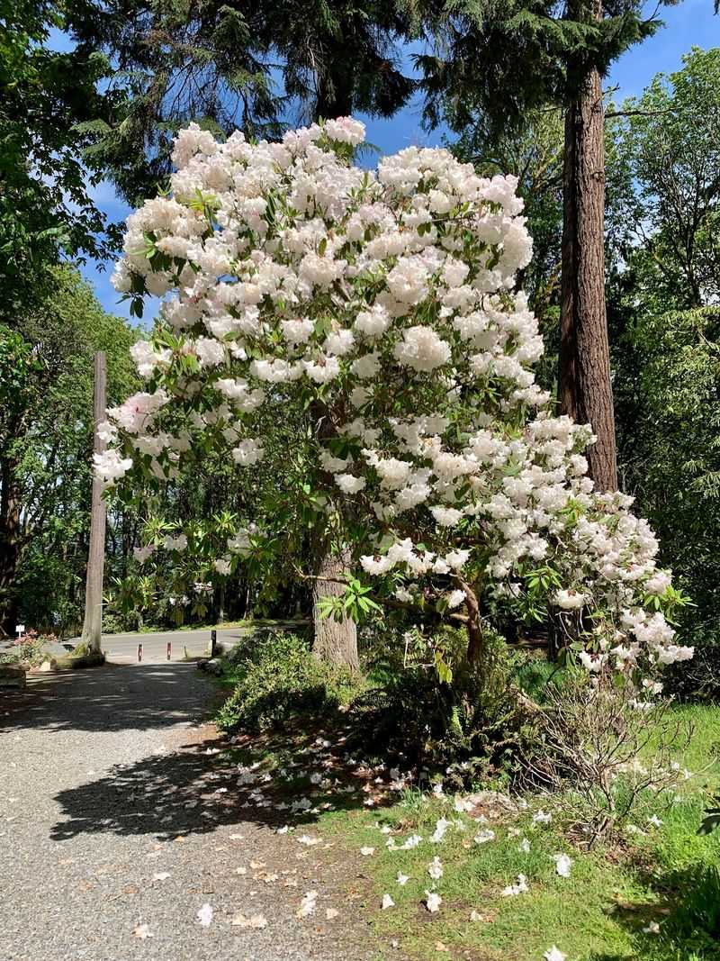 Point Defiance Rhododendron Garden, Tacoma, Washington