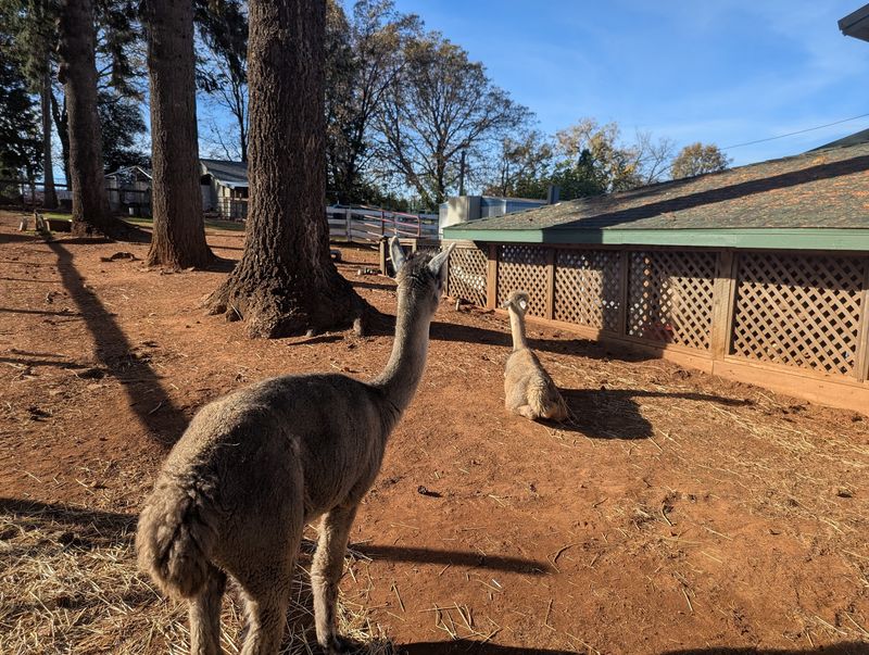 Ponies, Alpacas, and Hayrides for Young Explorers Ponies, Alpacas, and Hayrides for Young Explorers