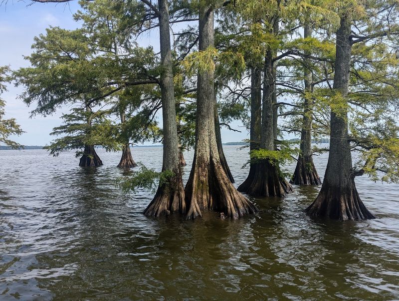 Pontoon Rides and Guided Tours Pontoon Rides and Guided Tours