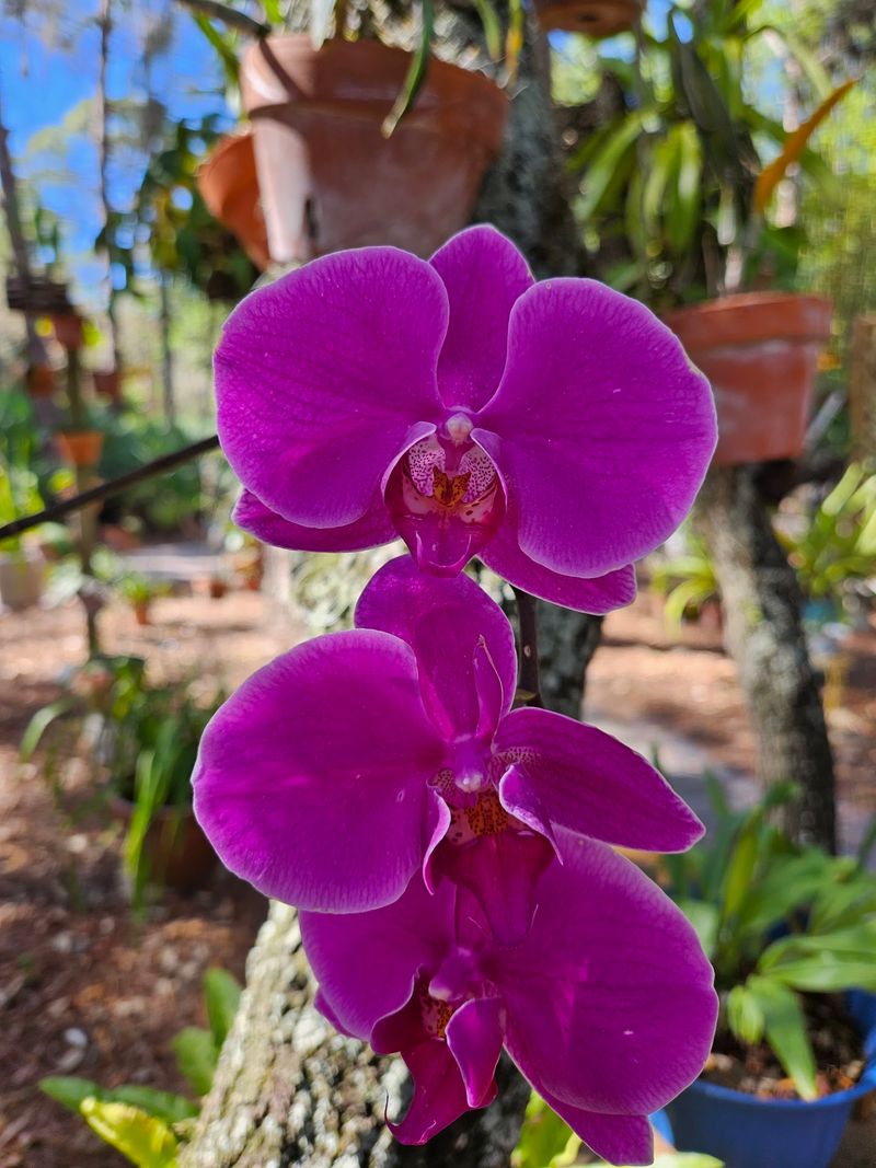 Port St. Lucie Botanical Gardens, Port St. Lucie, FL