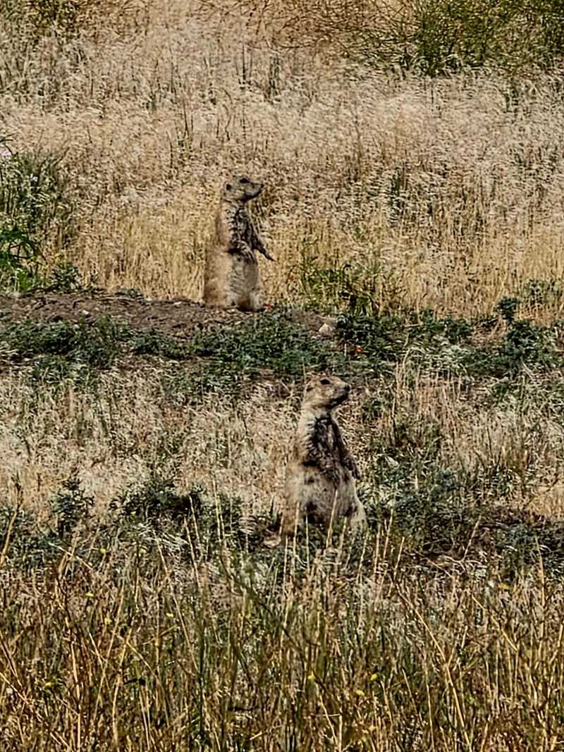 Prairie Dogs on Patrol and Other Wild Neighbors Prairie Dogs on Patrol and Other Wild Neighbors