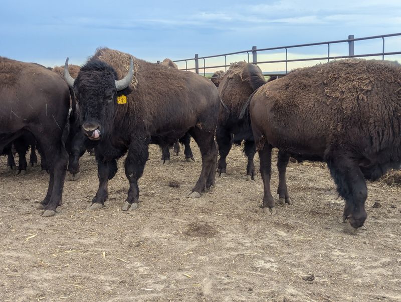 Prairie Ridge Buffalo Ranch, Limon, Colorado