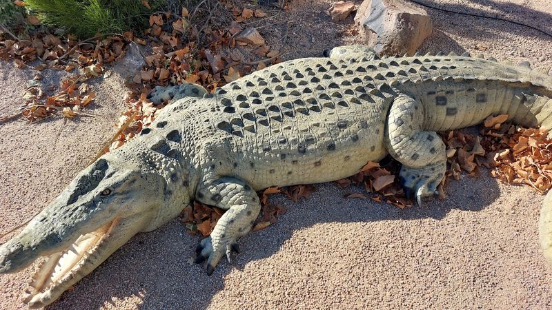 Predator Feed, Reptiles, and a Zip Line