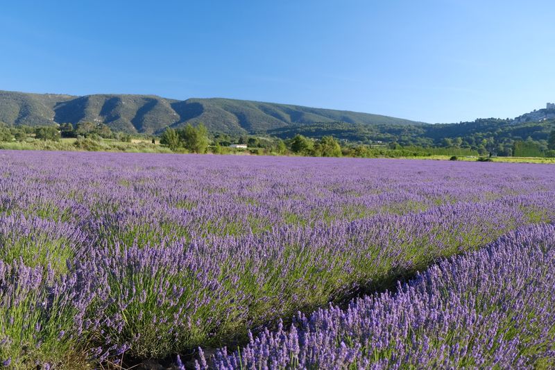 Provence Lavender Country