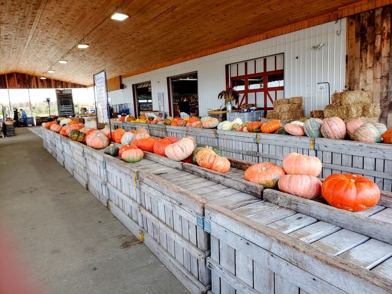 Pumpkin Patch Picking Season