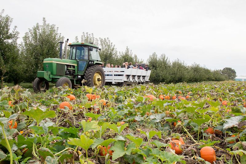 Pumpkin Patch Picks and Fall Squash Pumpkin Patch Picks and Fall Squash