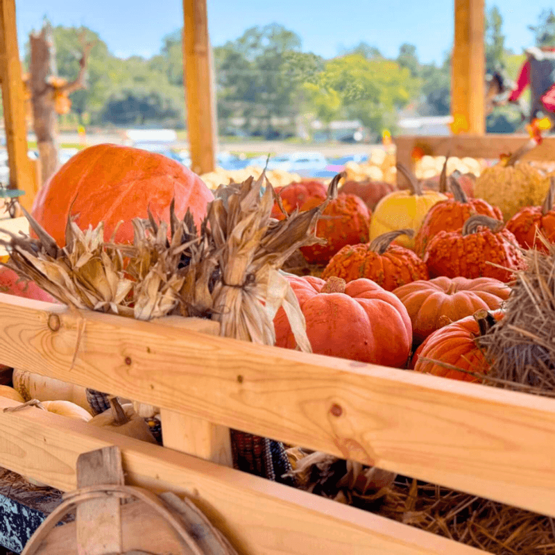 Pumpkins, Apple Cannons, and Fall Festival Fun Pumpkins, Apple Cannons, and Fall Festival Fun
