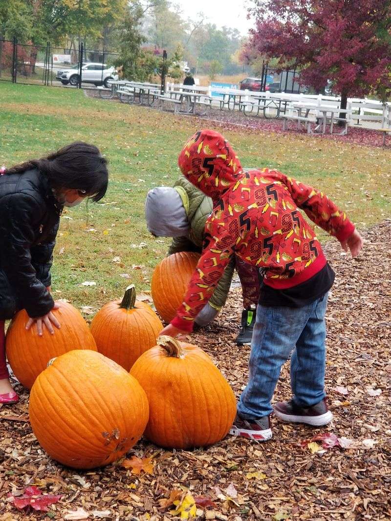 Pumpkins, Apples, and Holiday Trees Pumpkins, Apples, and Holiday Trees