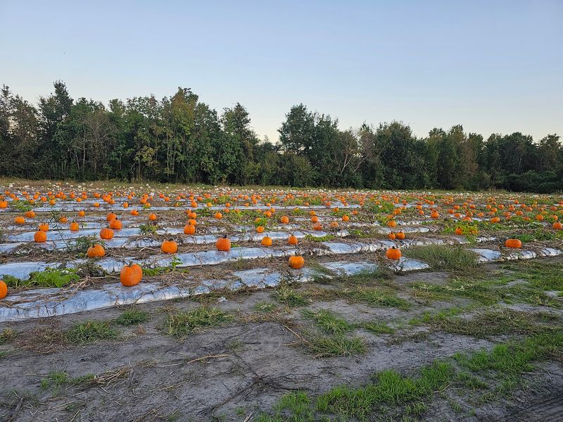 Pumpkins Cut Straight From the Vine