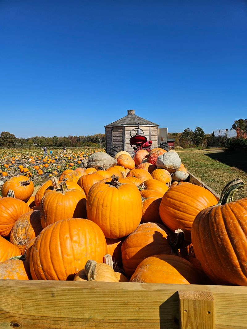 Pumpkins, Gourds, and Fall Displays Pumpkins, Gourds, and Fall Displays