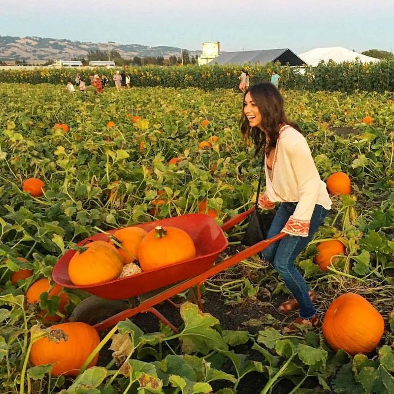 Pumpkins Straight From the Vine