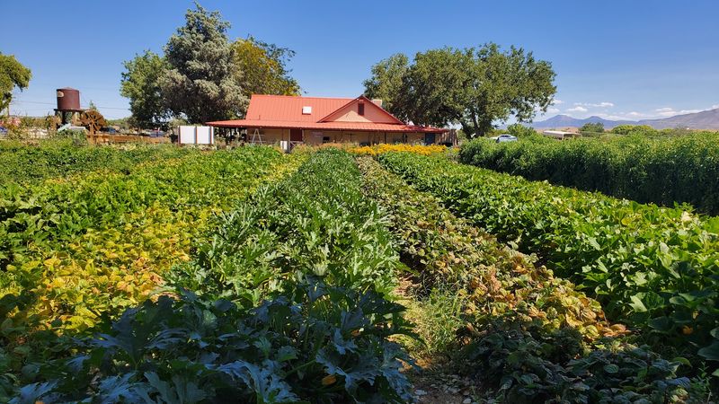 Pumpkins Straight Off the Vine