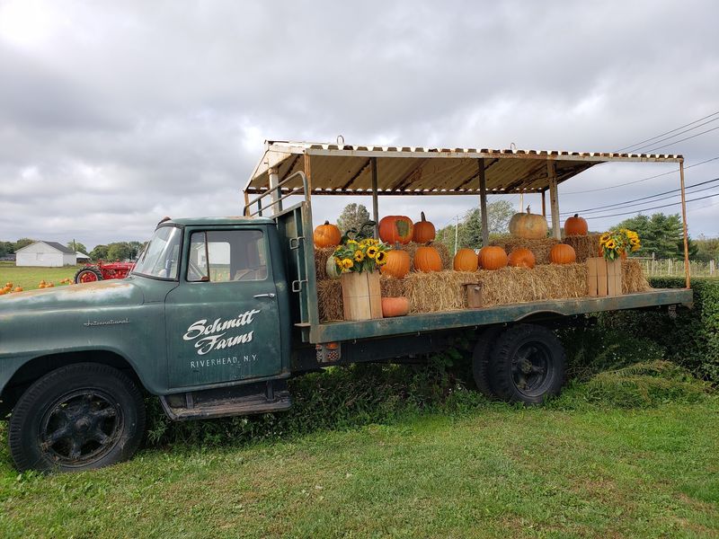 Pumpkins, Sunflowers, and Fall on the Farm