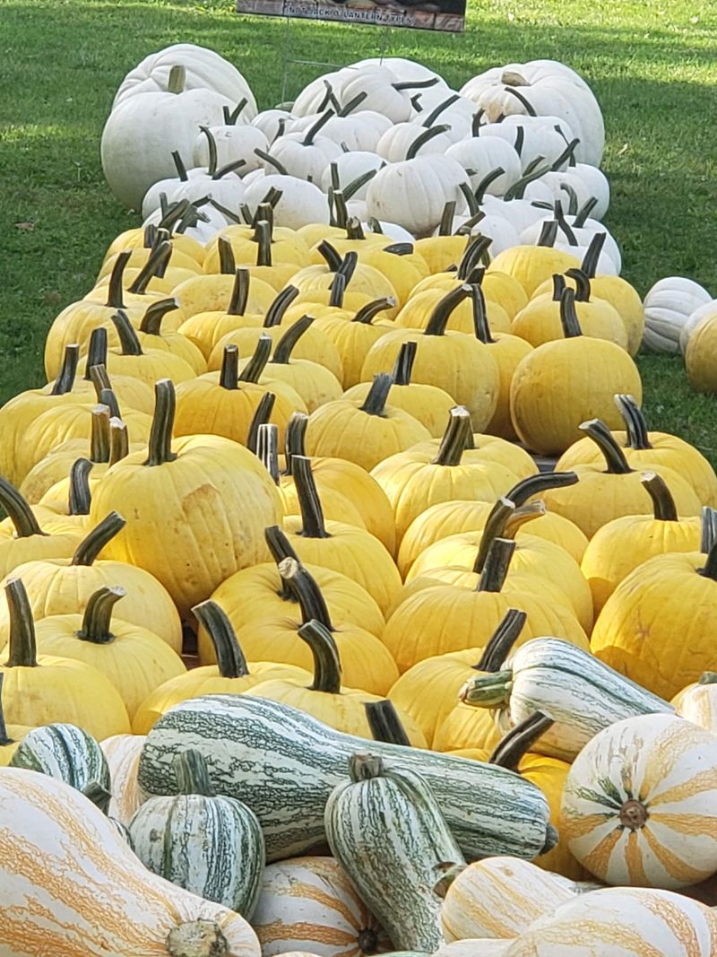 Pumpkins and Gourds in Every Shape You Can Think Of