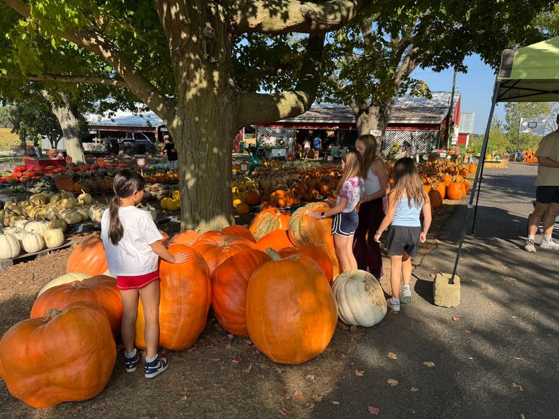 Pumpkins in Every Shape and Shade