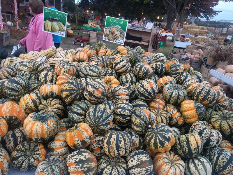 Pumpkins in Every Shape and Shade Pumpkins in Every Shape and Shade