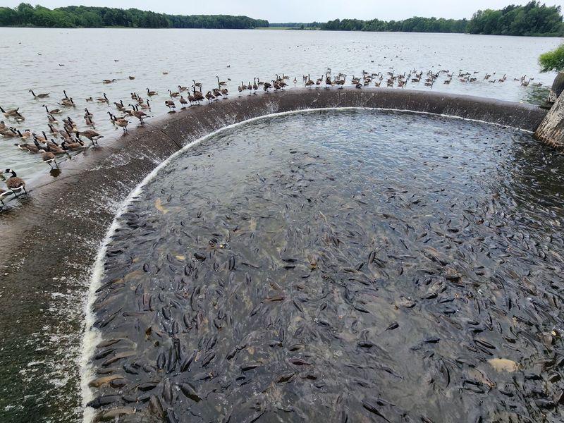 Pymatuning Spillway, Linesville, Pennsylvania Pymatuning Spillway, Linesville, Pennsylvania