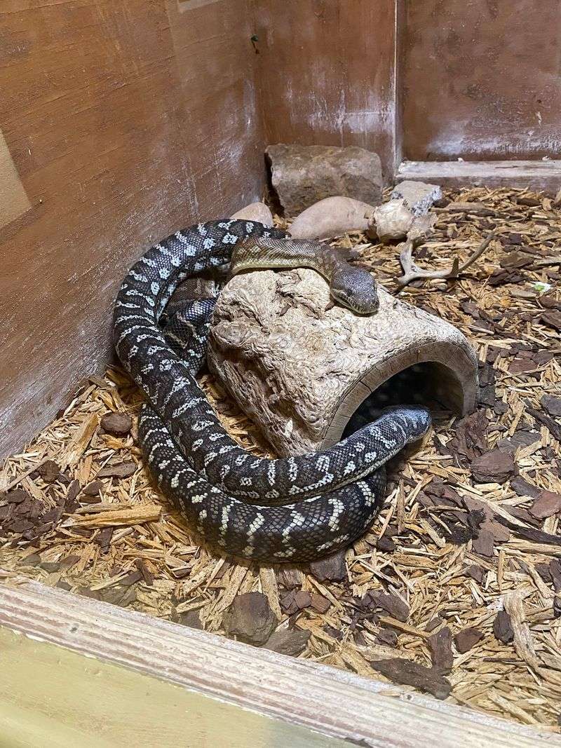 Pythons, Porcupines, and Show-and-Tell
