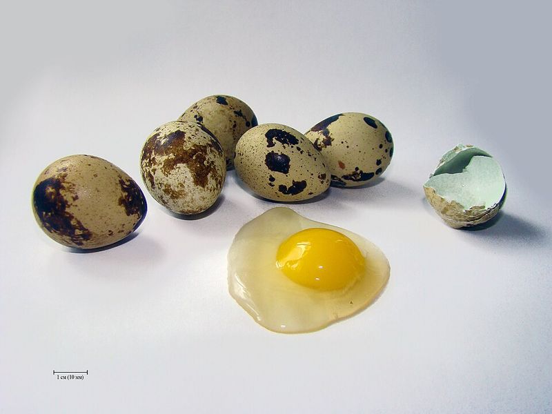 Quail eggs