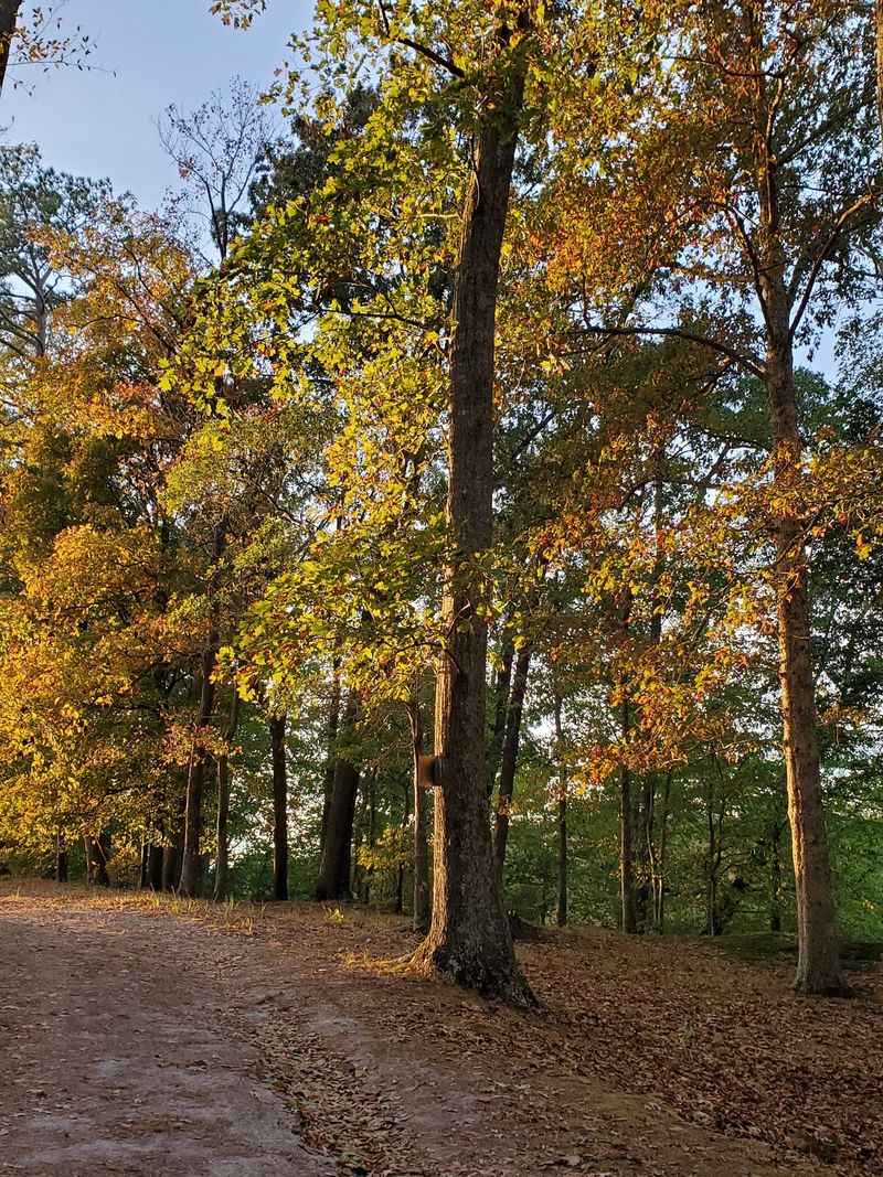 Quiet Trees and Serene Grounds Quiet Trees and Serene Grounds