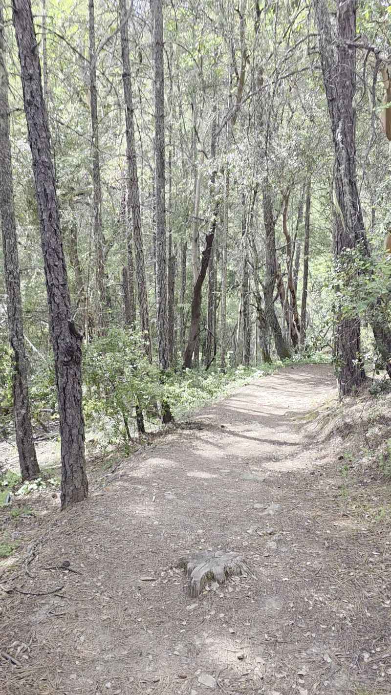 Quiet Woods and Picnic Pauses Quiet Woods and Picnic Pauses