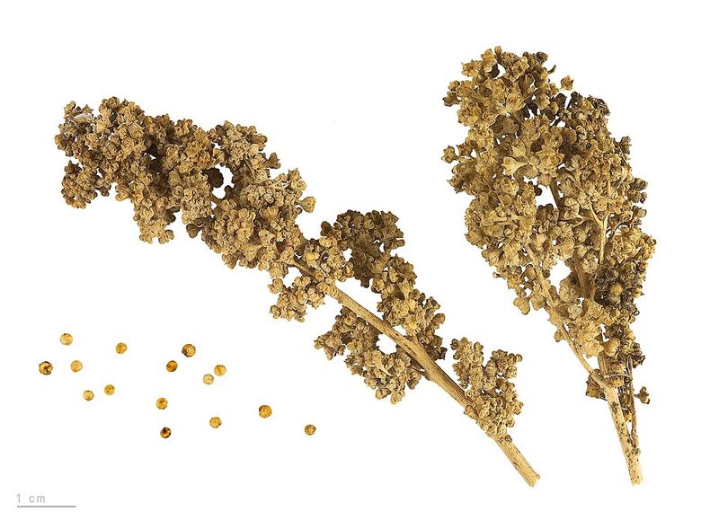 Quinoa