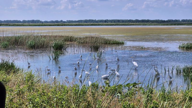 Quivira National Wildlife Refuge, Stafford, Kansas