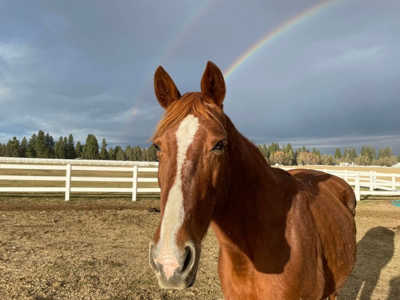 Rags to Rescues Sanctuary, Sisters, OR Rags to Rescues Sanctuary, Sisters, OR