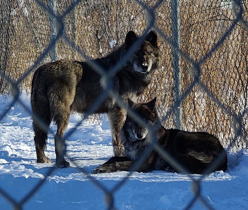 Rain, Snow, and Better Wolf Weather
