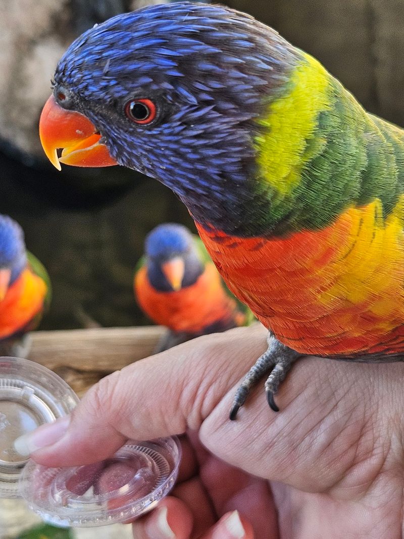 Rainbow Lorikeets With No Personal Space