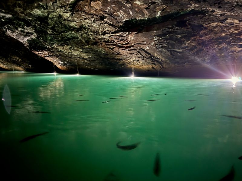 Rainbow Trout Swimming Right Beside Your Boat