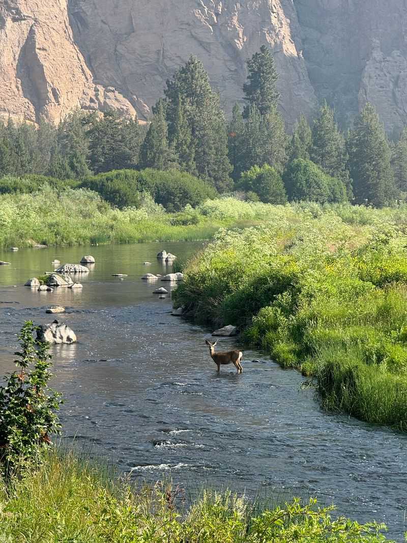 Rattlesnakes, Otters, and Other Locals Rattlesnakes, Otters, and Other Locals
