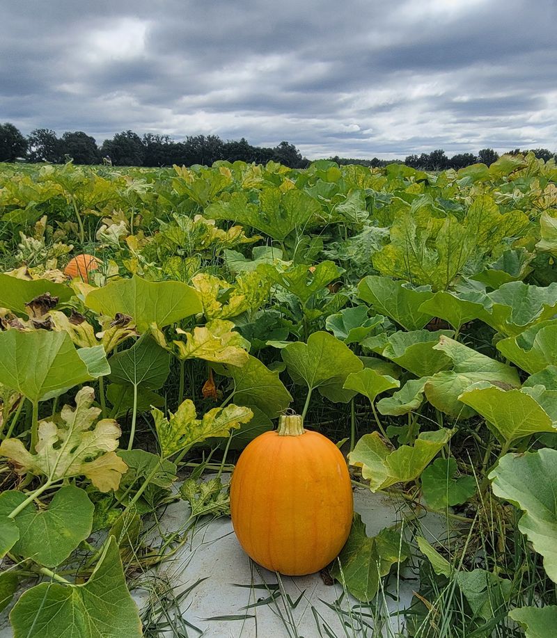 Real Pumpkins Still Attached to the Vine Real Pumpkins Still Attached to the Vine