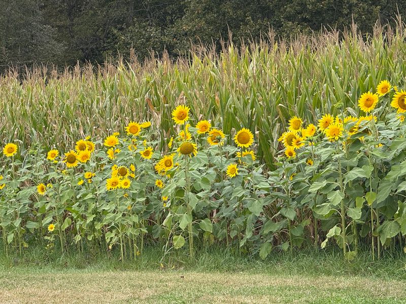 Real Restrooms, Sunflowers, and Photo Props Worth the Trip Real Restrooms, Sunflowers, and Photo Props Worth the Trip