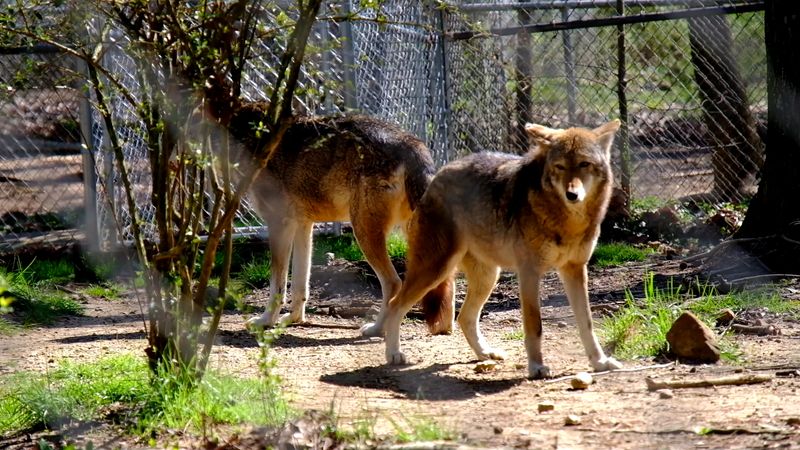 Red Wolves in the Valley Red Wolves in the Valley