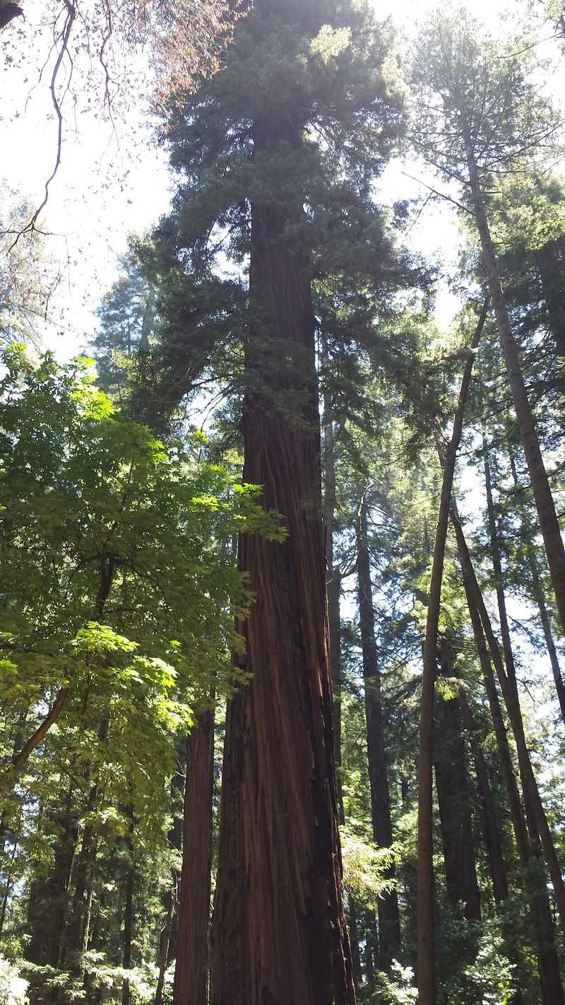 Redwood Giants Overhead Redwood Giants Overhead