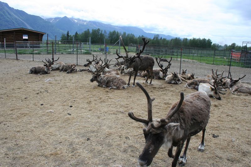 Reindeer Farm Reindeer Farm