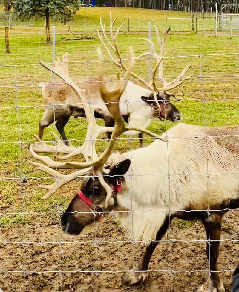 Reindeer Ranch Reindeer Ranch