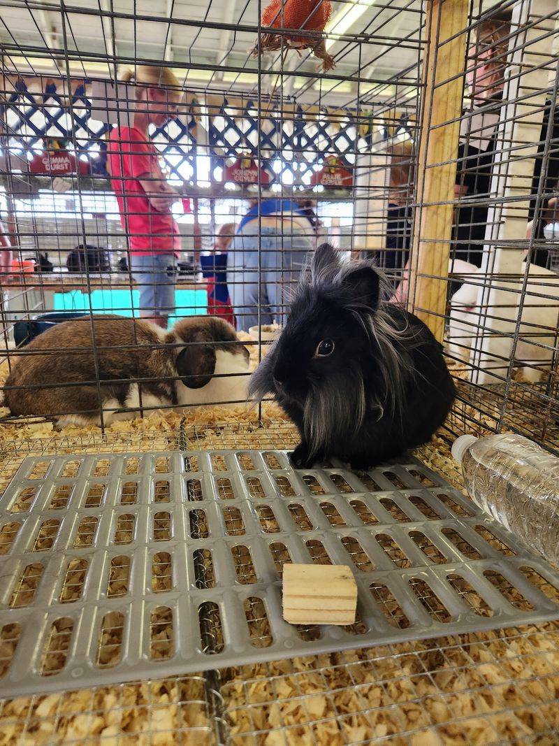 Reptile Expo Weekends Bring Scales And Surprises