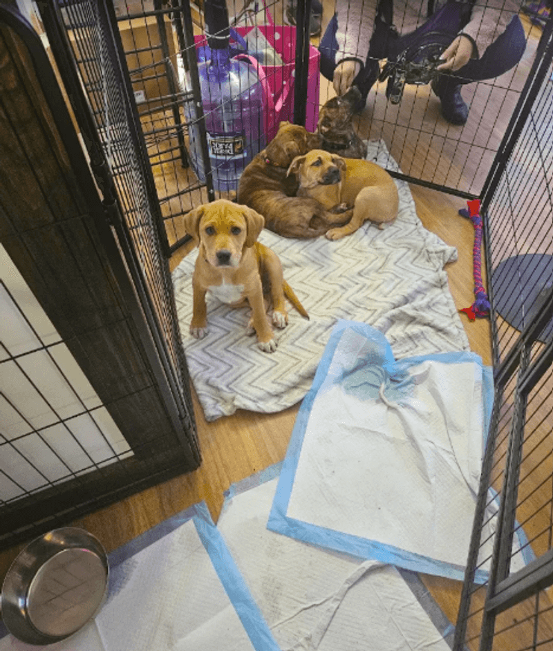 Rescue Pups Waiting for Their Forever Homes Rescue Pups Waiting for Their Forever Homes