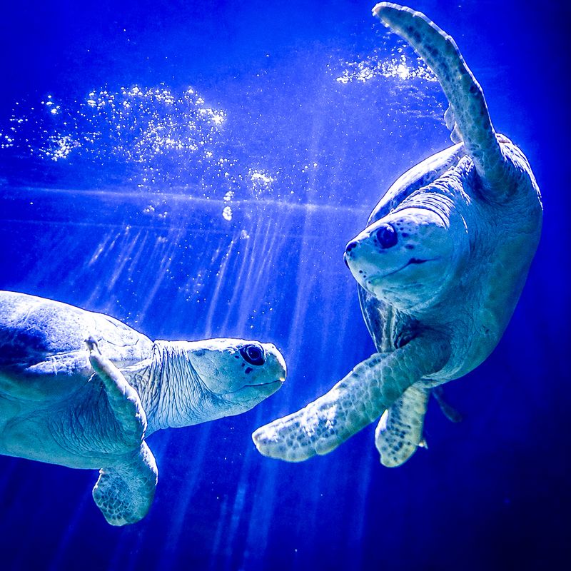 Rescue Stories Behind Many Of The Animals