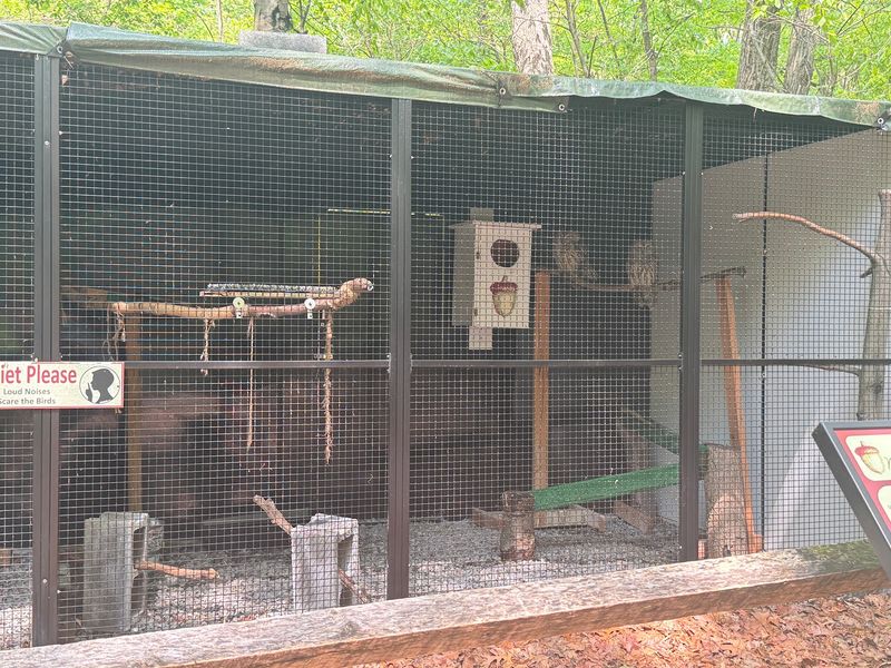 Rescued Birds at the Nature Center