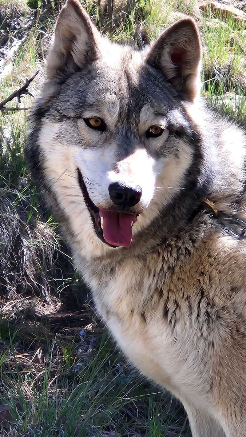 Rescued Wolves and Wolf Dogs