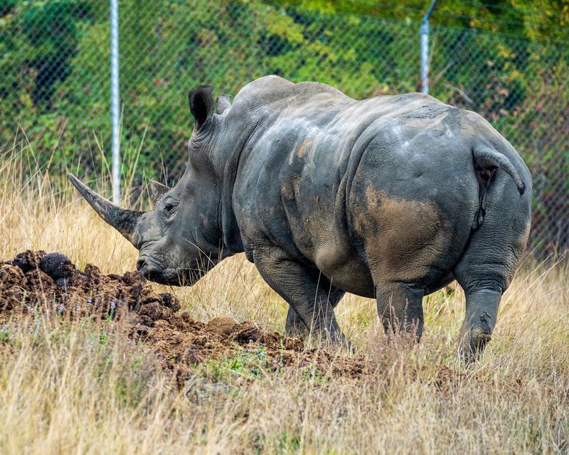 Rhinos, Hippos, Bears, and a Soulful Wolf