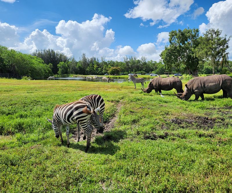 Rhinos, Zebras, and Ostriches Outside Your Window Rhinos, Zebras, and Ostriches Outside Your Window