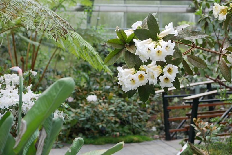 Rhododendron Species Botanical Garden, Federal Way, Washington